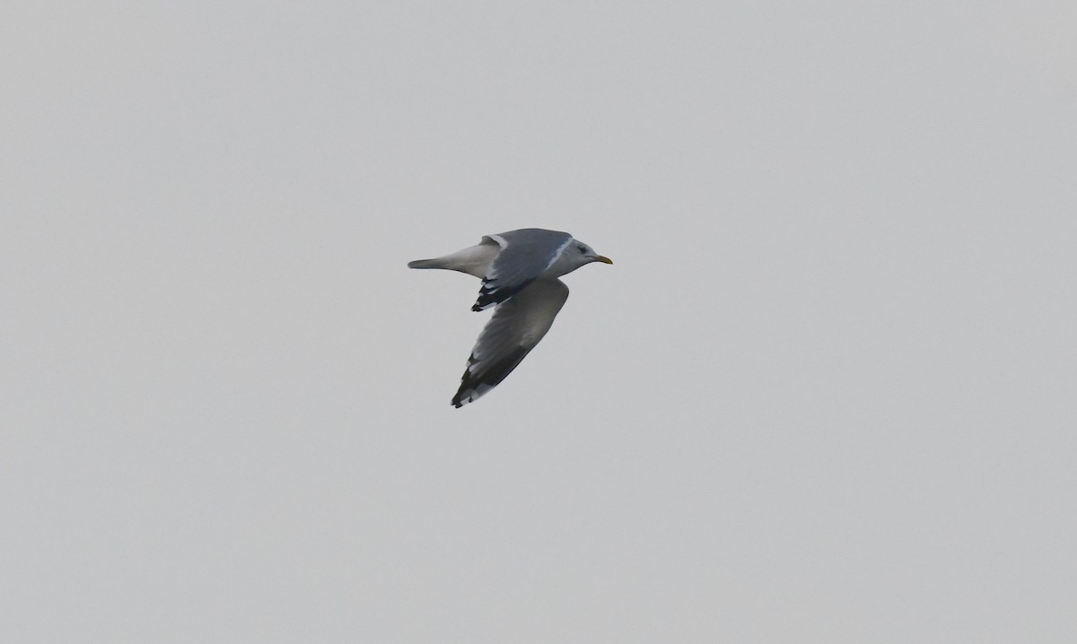 Common Gull - ML498022051