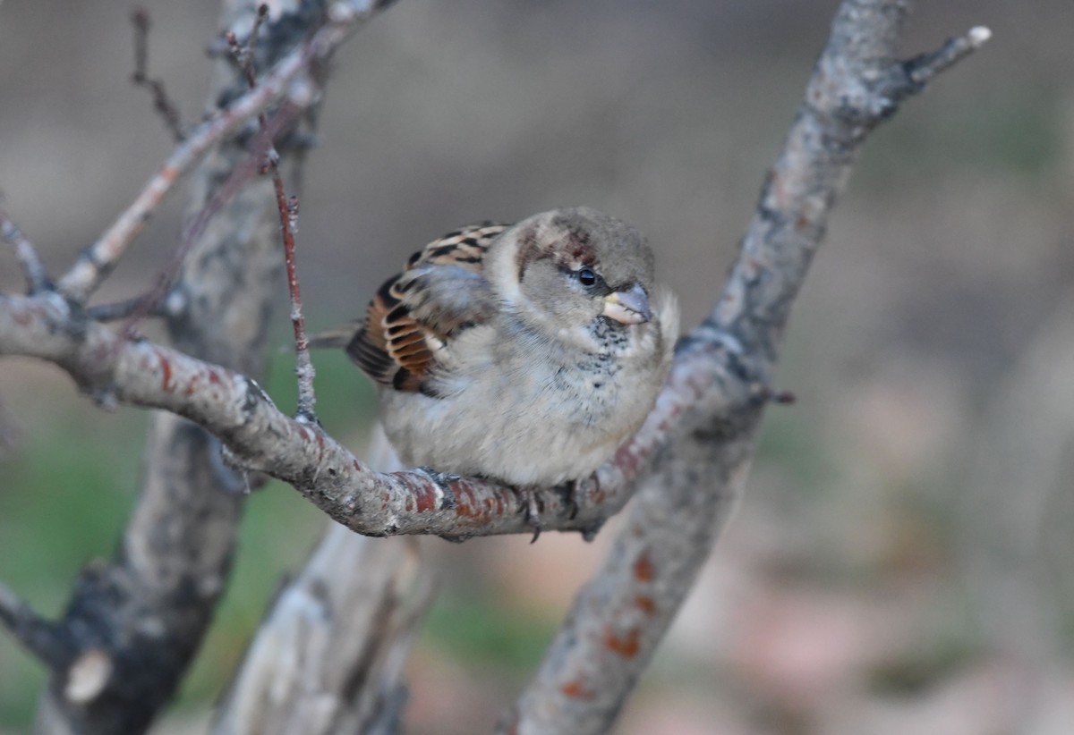 House Sparrow - ML498022071