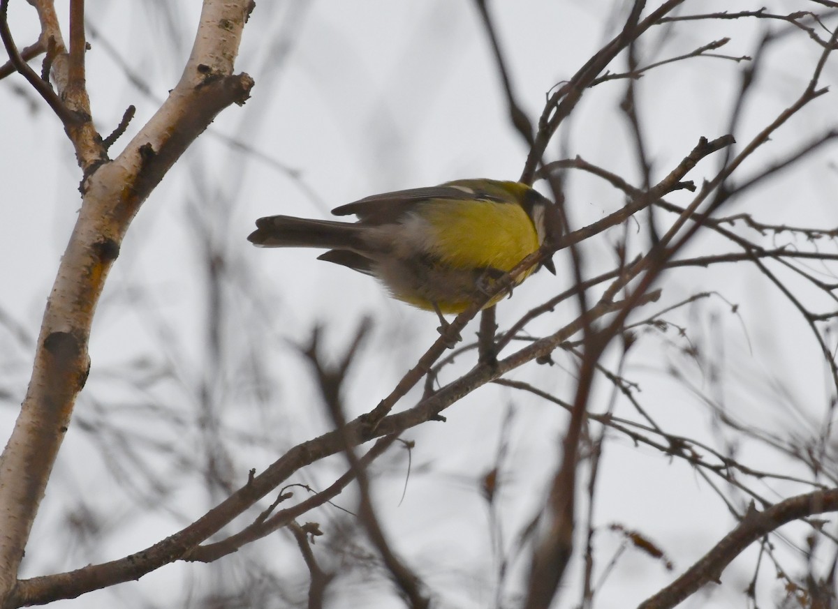 Great Tit - ML498022081