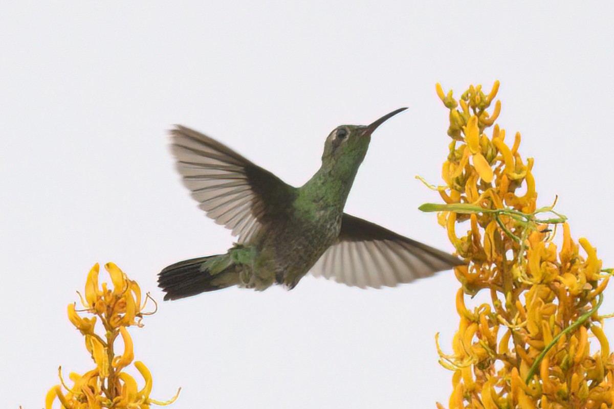 kolibřík zelenoocasý - ML498023191