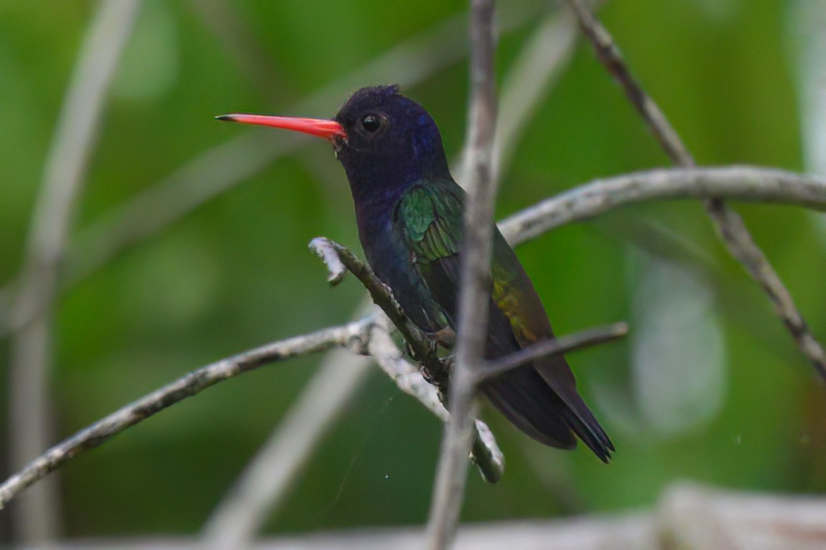 White-chinned Sapphire - ML498023221