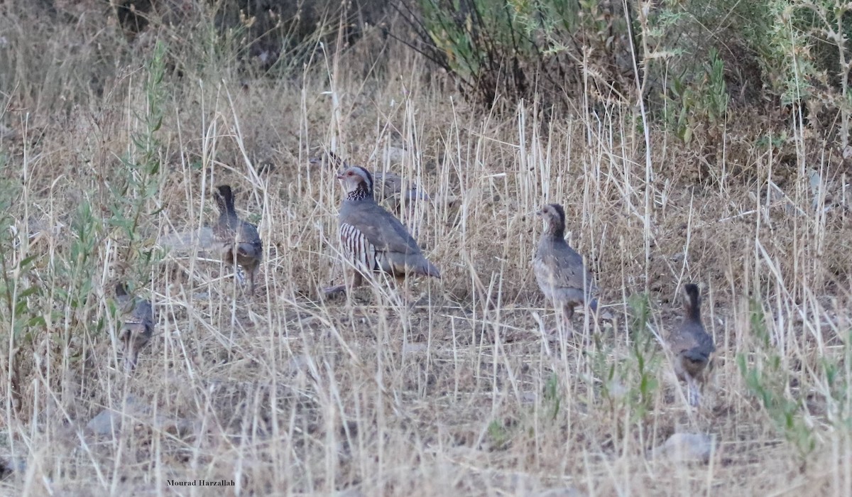 Barbary Partridge - harzallah mourad