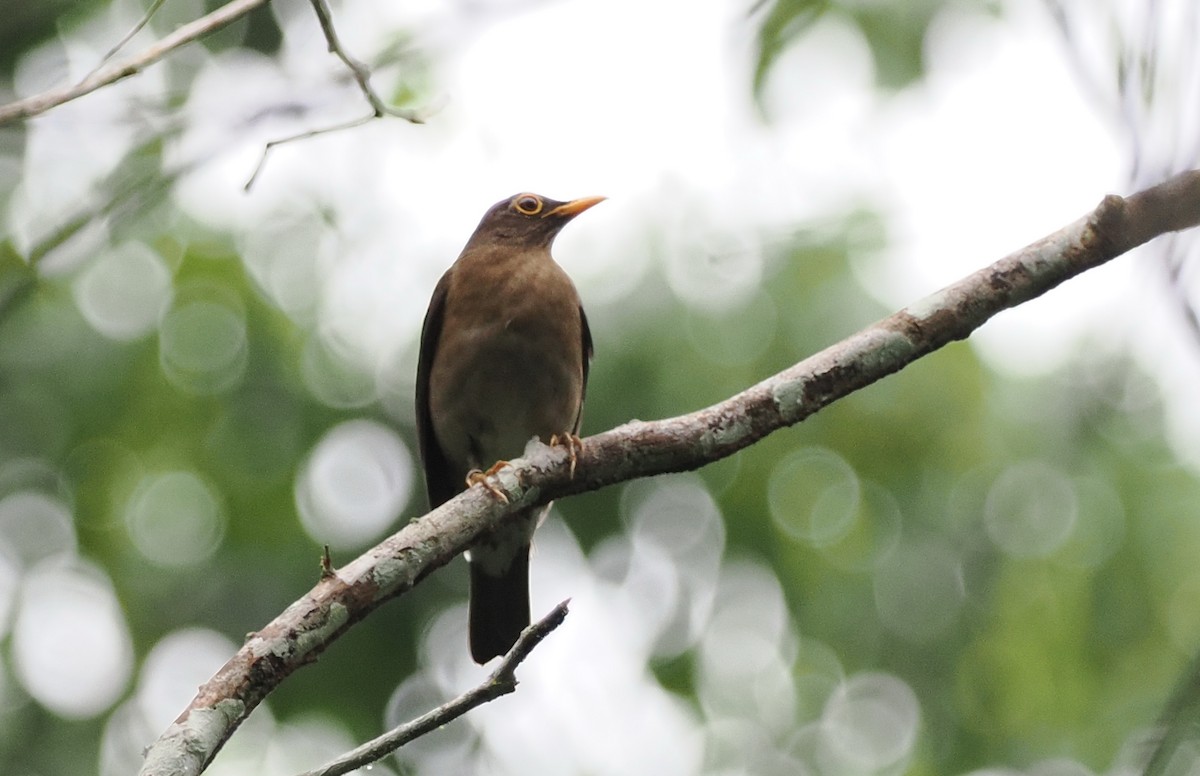 Lawrence's Thrush - ML498023991