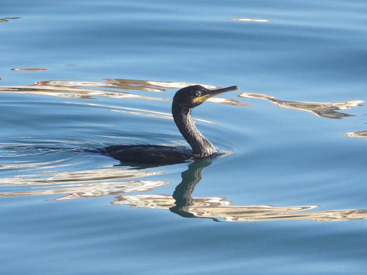 European Shag - ML498026221