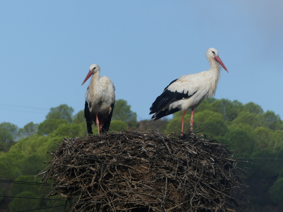 Weißstorch - ML498026471