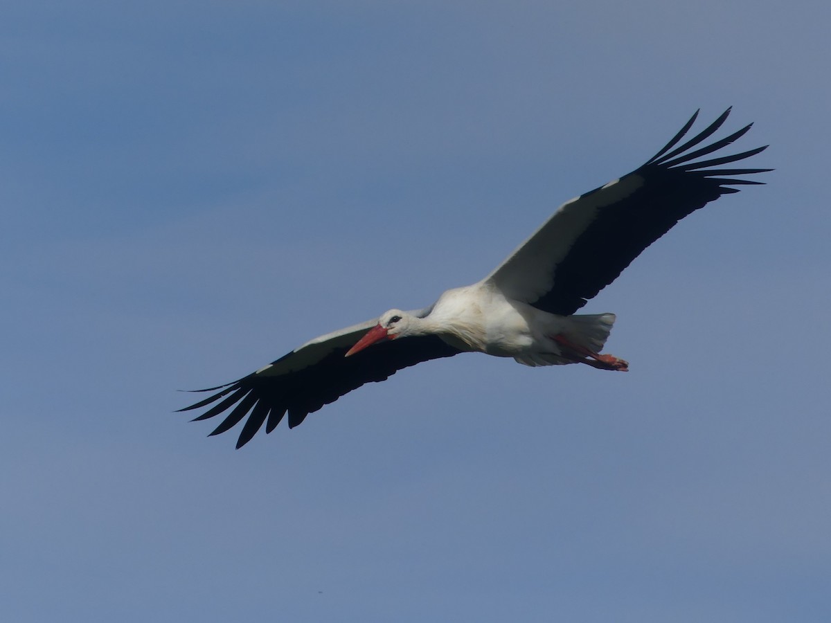 Weißstorch - ML498026481