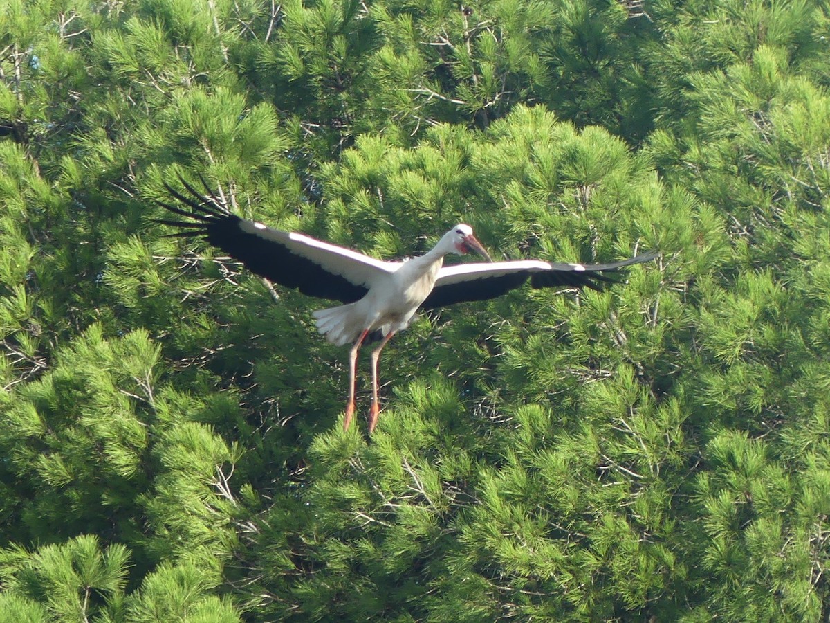 Weißstorch - ML498026491