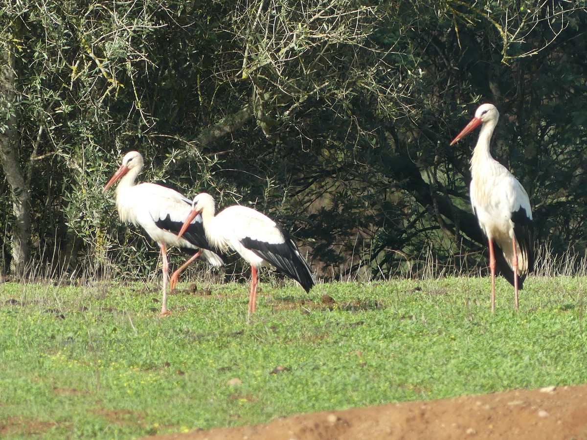 Weißstorch - ML498026501