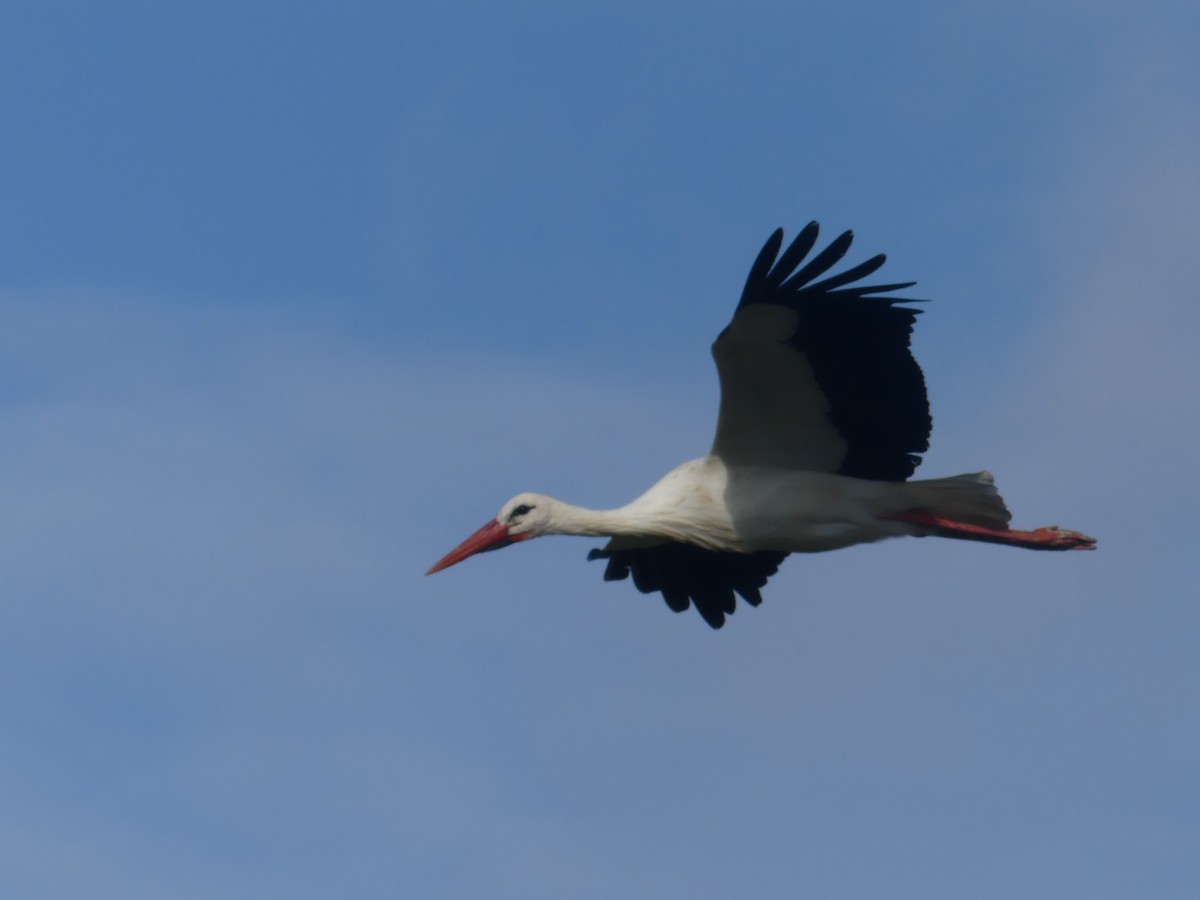 Weißstorch - ML498026511