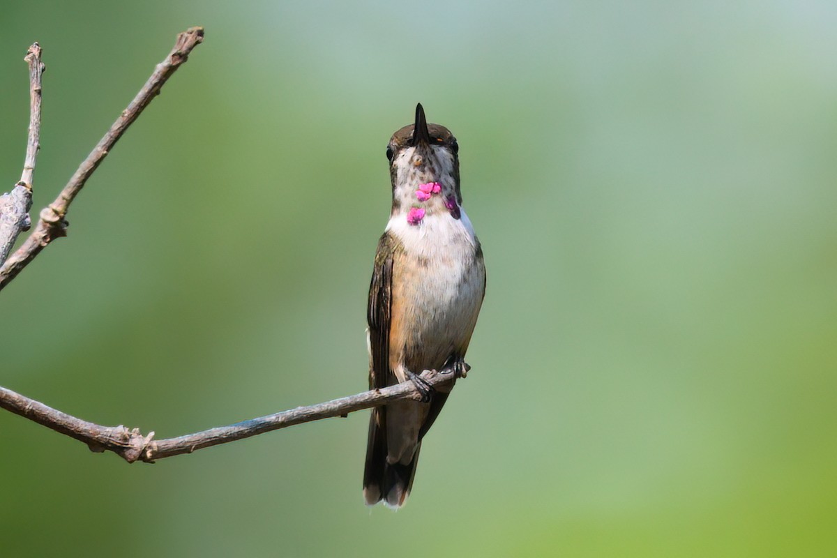 Colibri améthyste - ML498026561