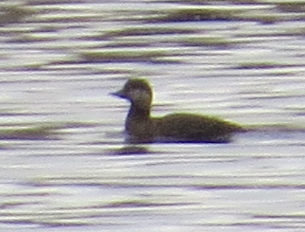 Black Scoter - ML498026941