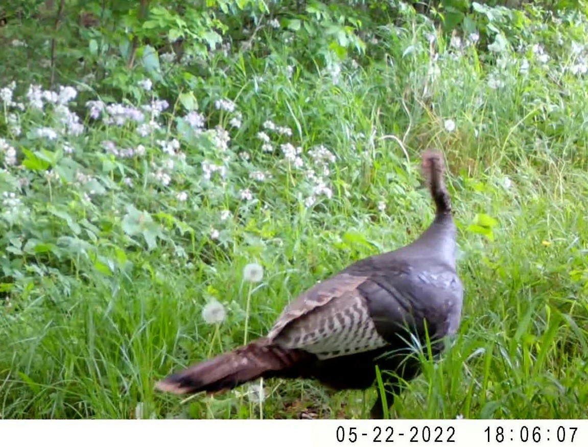 Wild Turkey - ML498027521