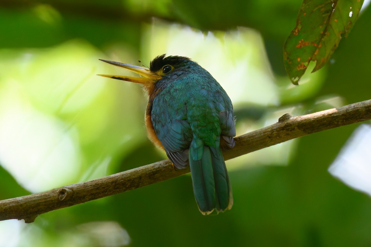 Jacamar à joues bleues - ML498028051