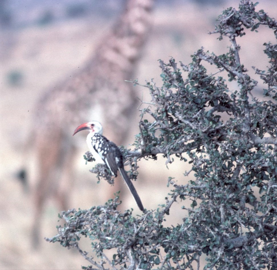 Northern Red-billed Hornbill - ML498028201