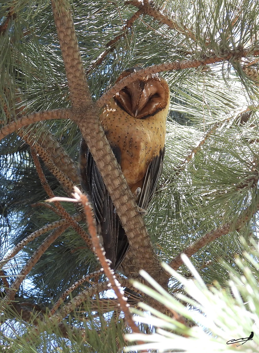 Barn Owl - ML498031351