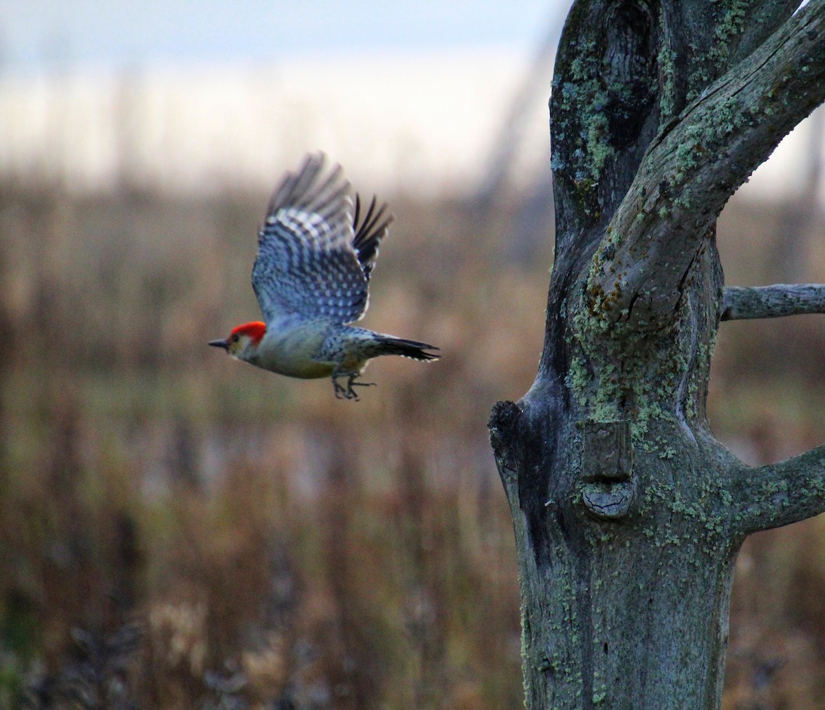 Red-bellied Woodpecker - ML498035191