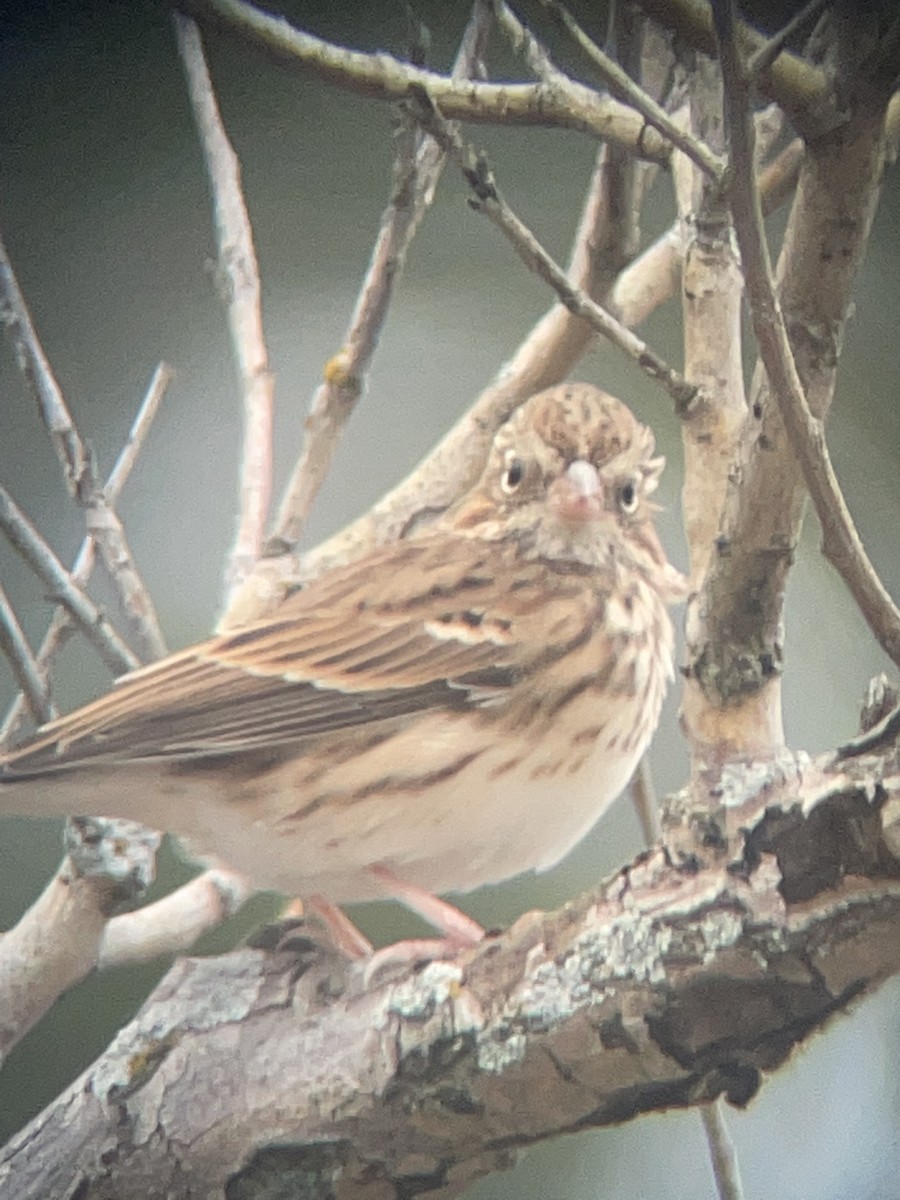 Vesper Sparrow - ML498035441