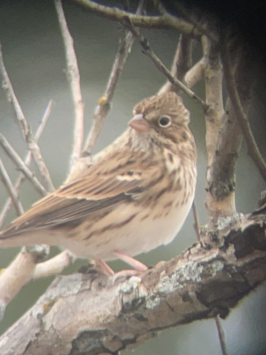 Vesper Sparrow - ML498035451