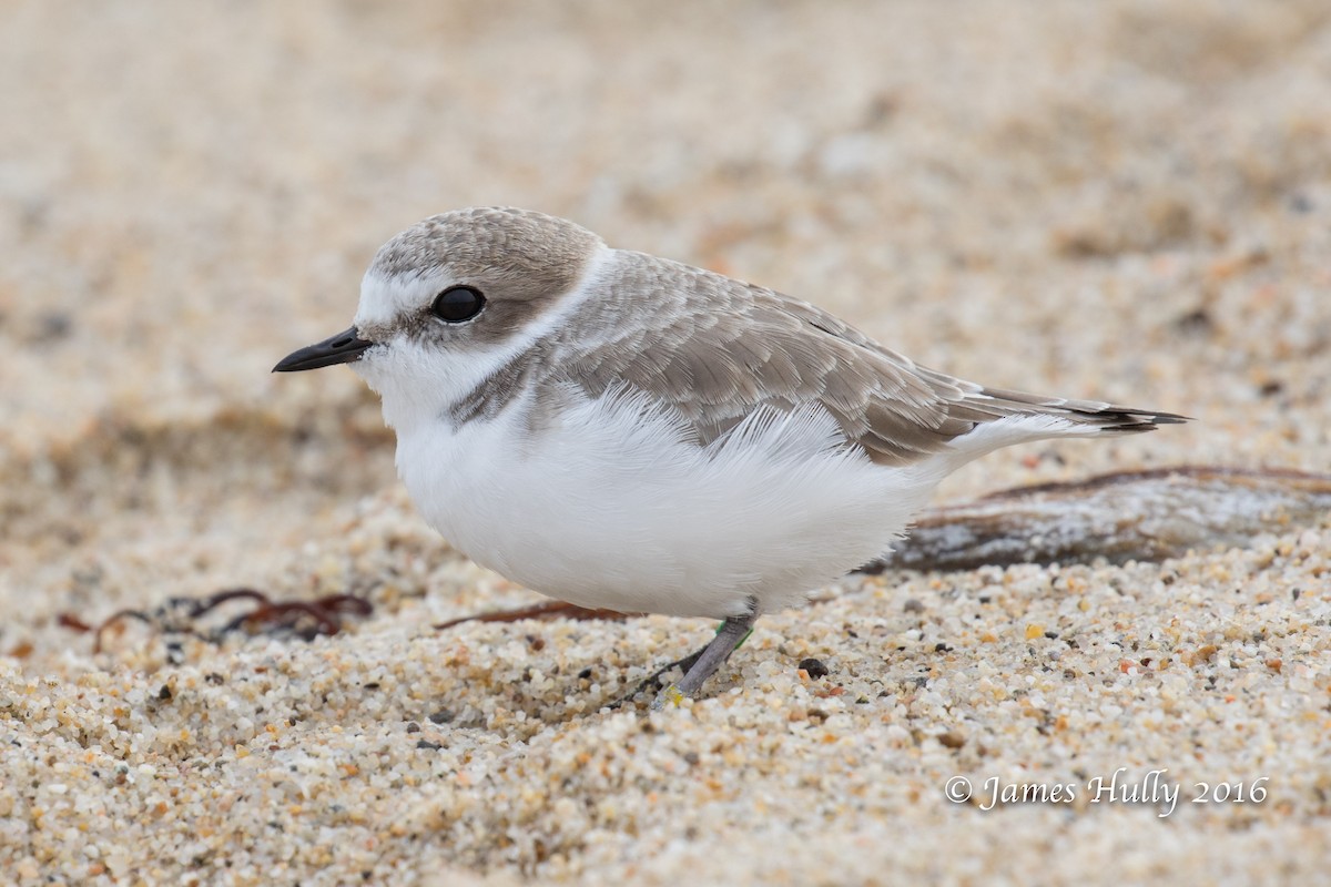 Snowy Plover - Jim Hully