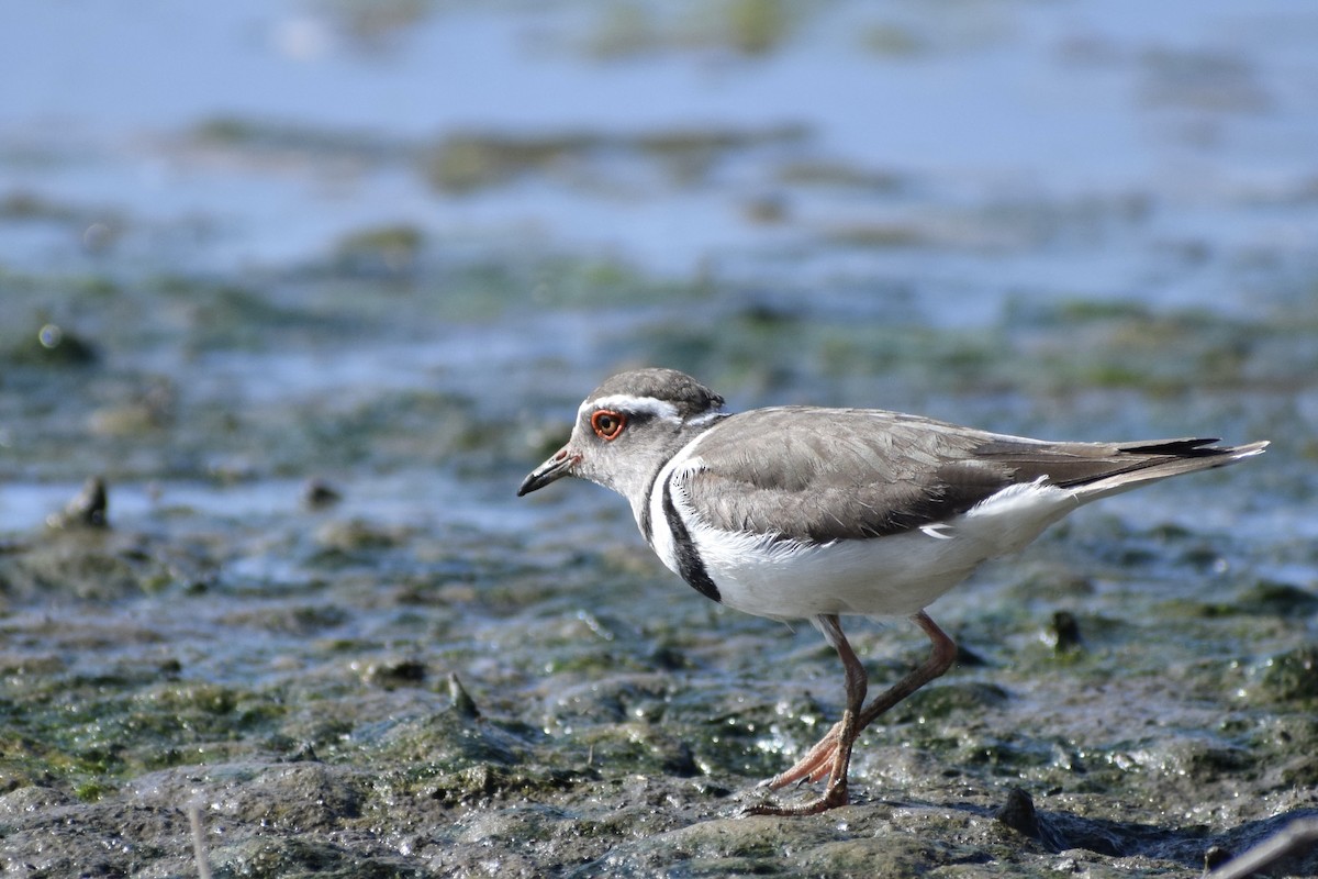 Three-banded Plover - Jacob Henry