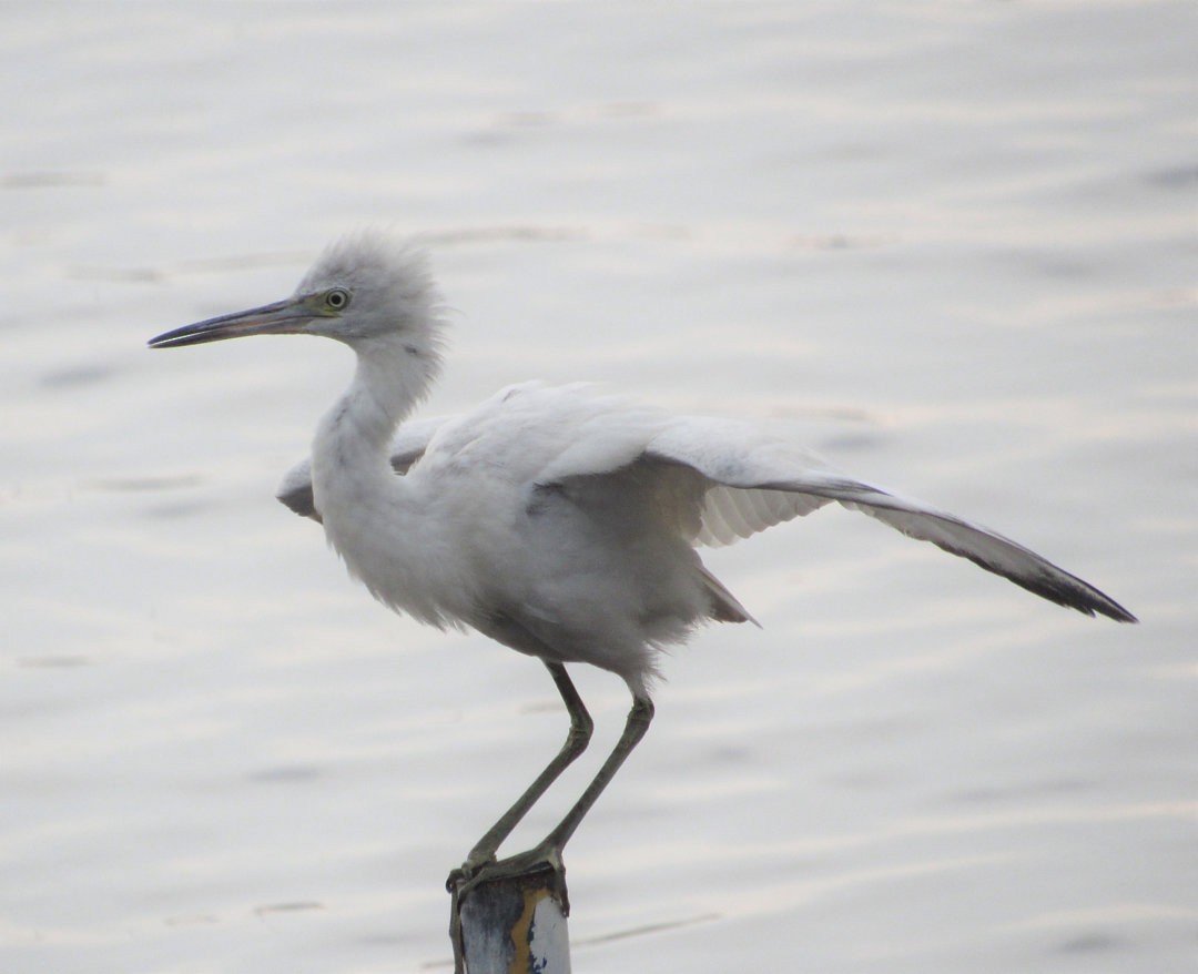 Little Blue Heron - ML498038001