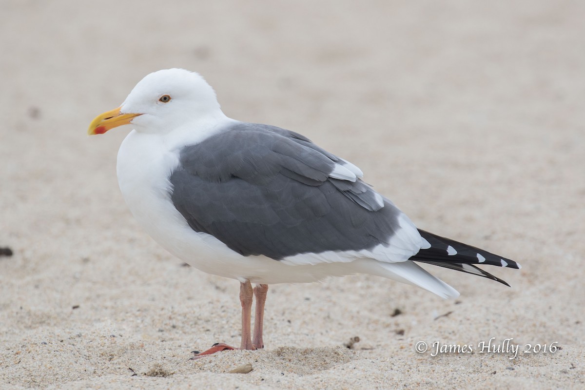 Western Gull - ML49803901