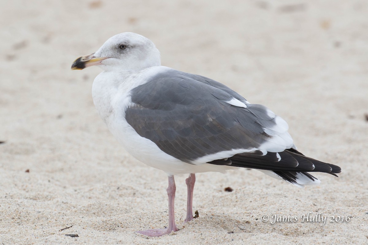 Western Gull - ML49803911