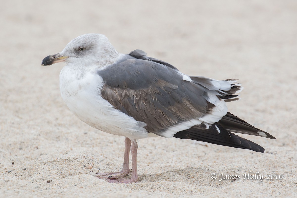 Western Gull - ML49803921