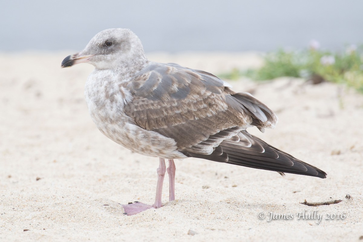 Western Gull - ML49803931