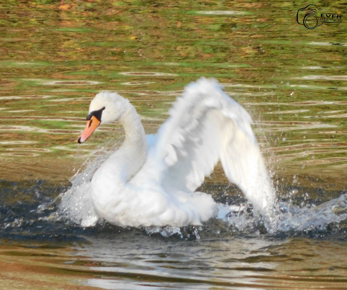 Mute Swan - ML498039331