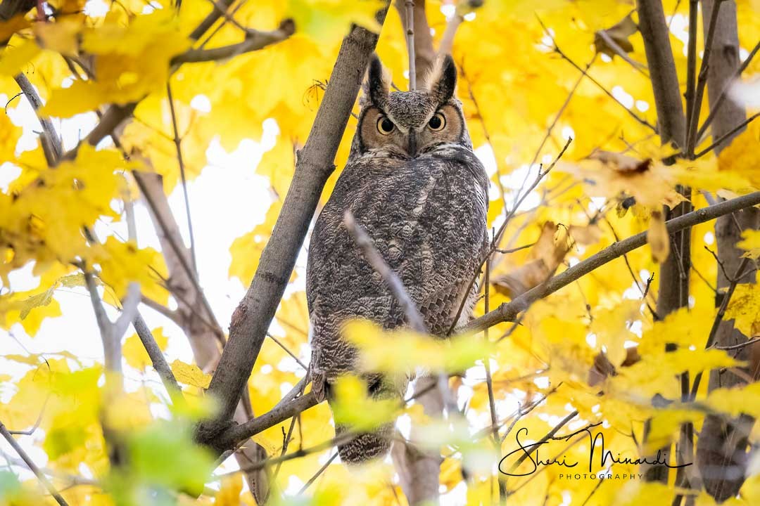 Great Horned Owl - ML498040241