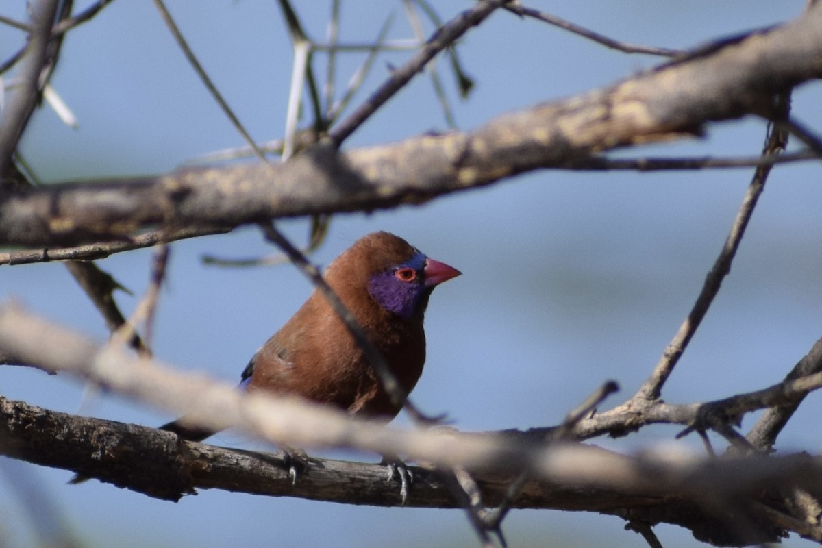 Violet-eared Waxbill - ML498040551