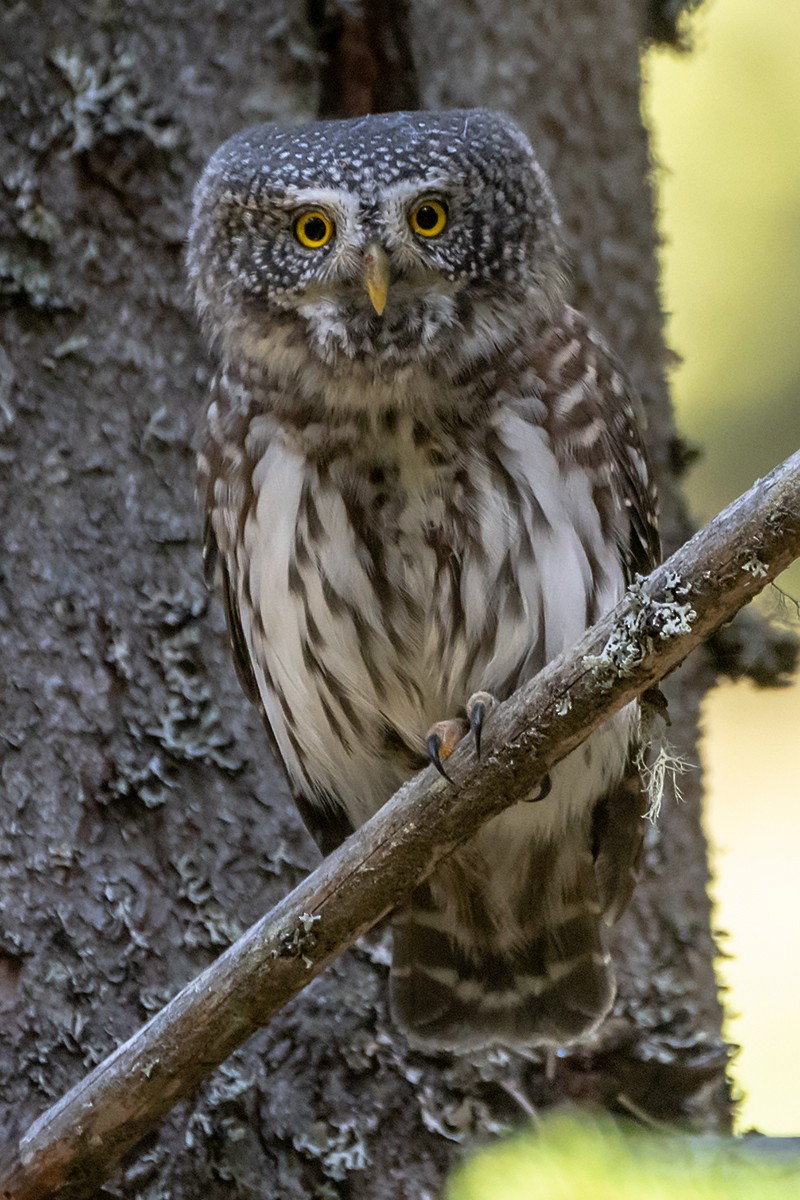 Eurasian Pygmy-Owl - Saki Tsilianidis