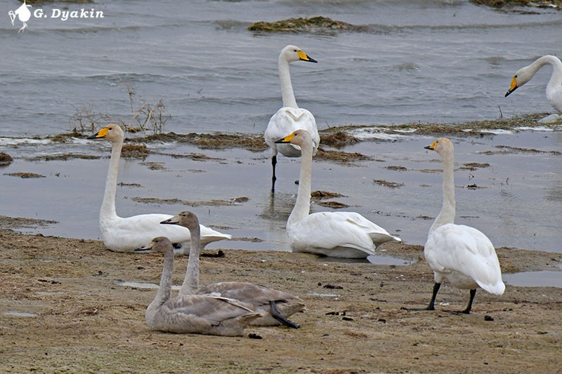 Whooper Swan - ML498040971