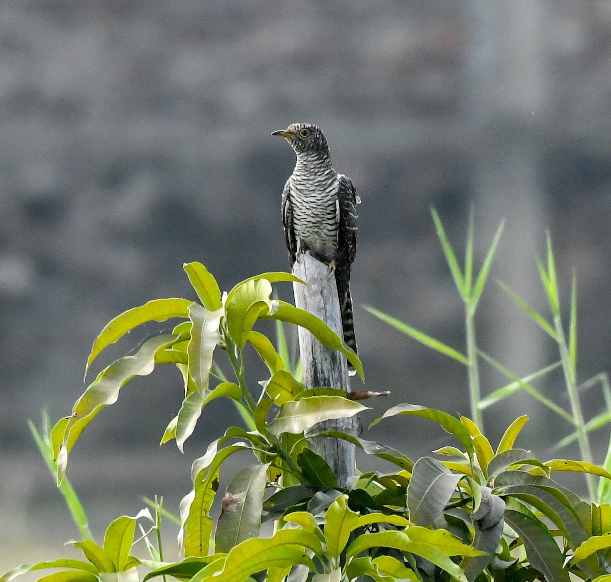 Common Cuckoo - ML498041091