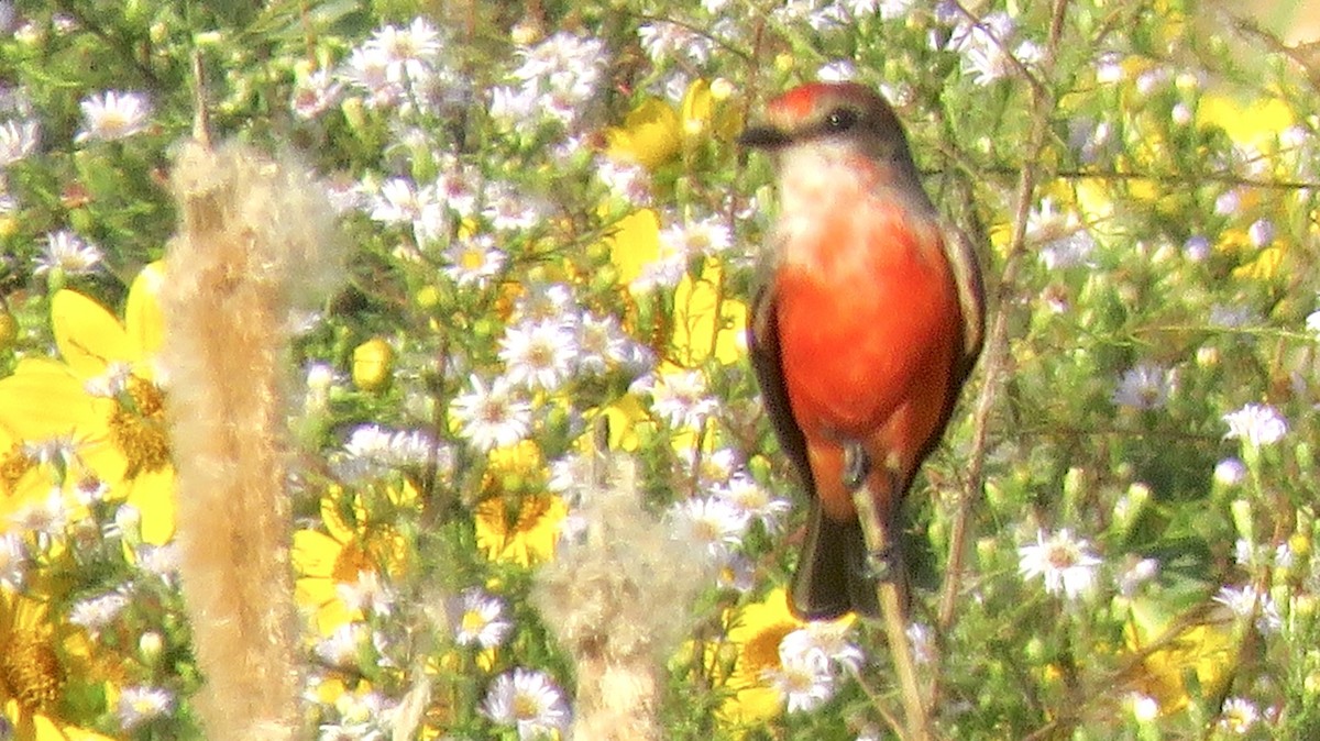 Vermilion Flycatcher - ML498041881