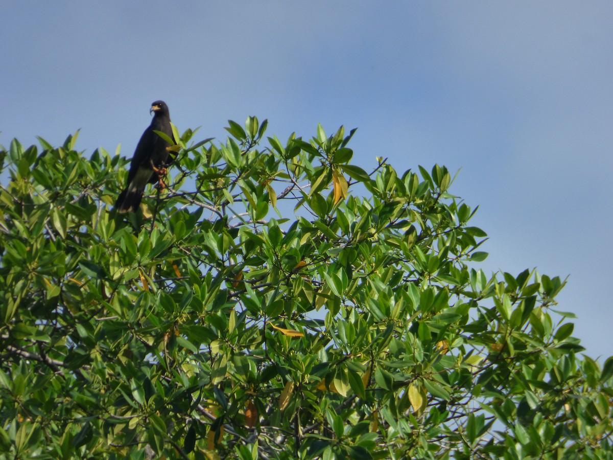 Snail Kite - Randy Yuen