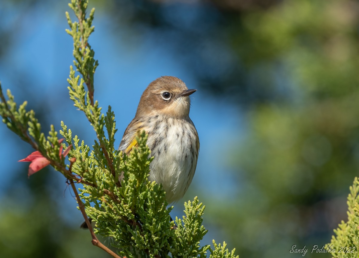 Yellow-rumped Warbler - Sandy Podulka