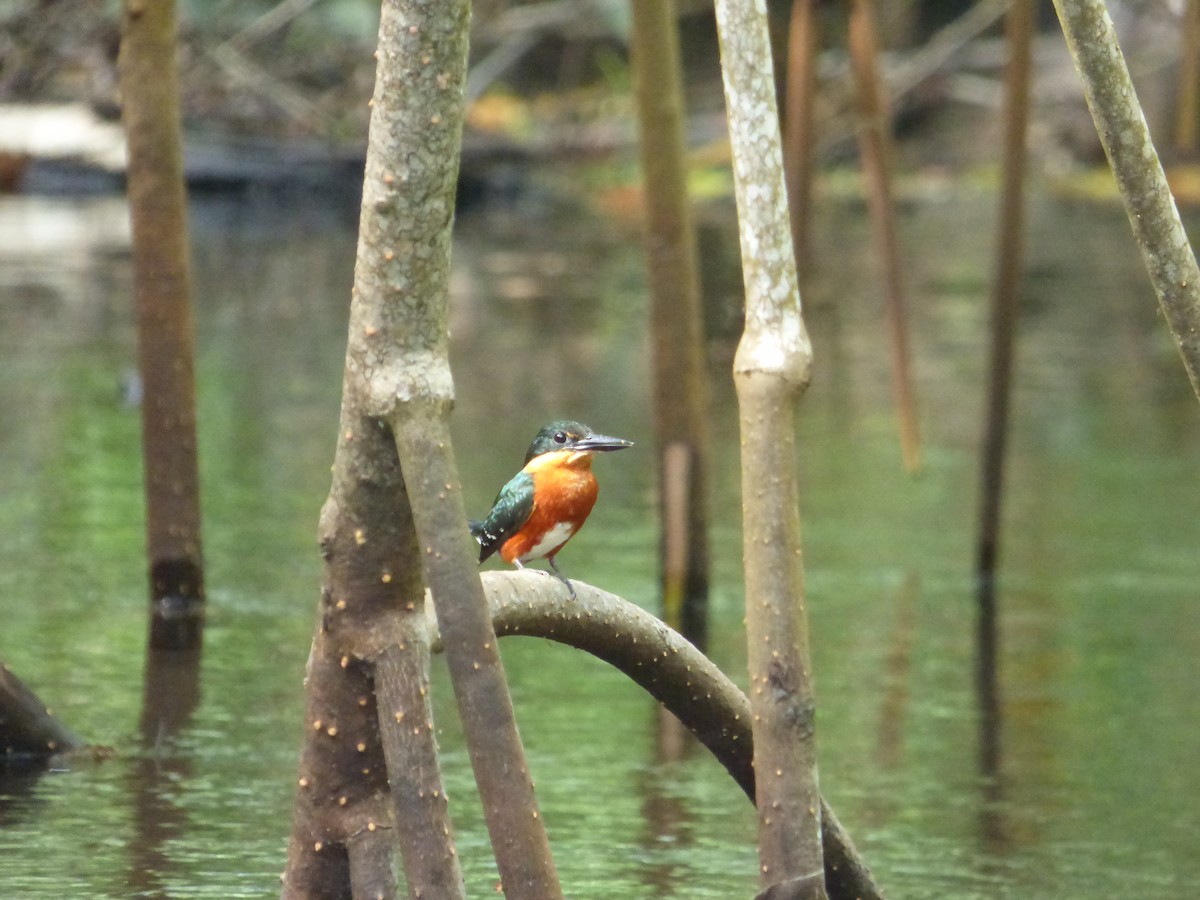 American Pygmy Kingfisher - ML498042051