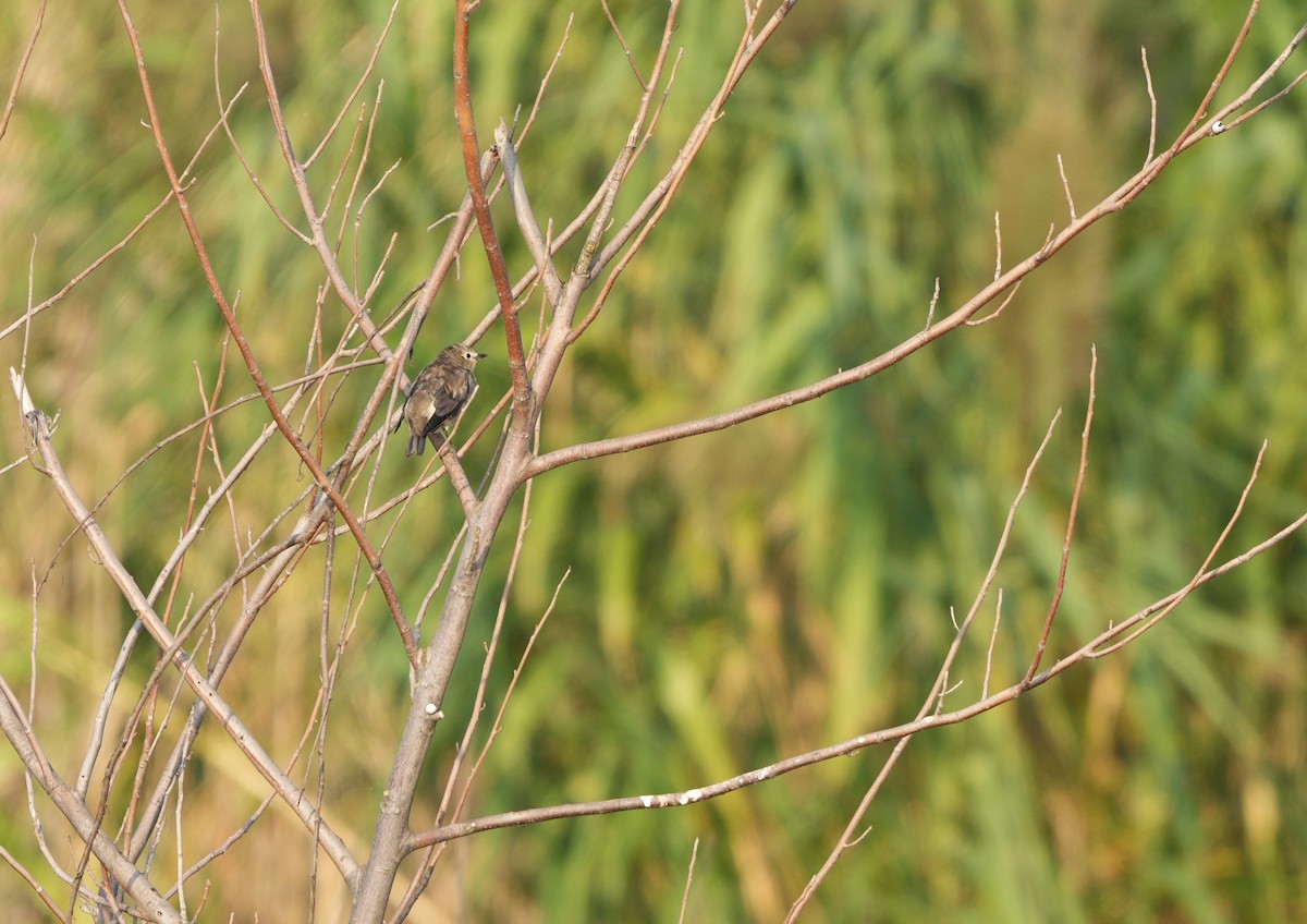 Chestnut-cheeked Starling - ML498043441