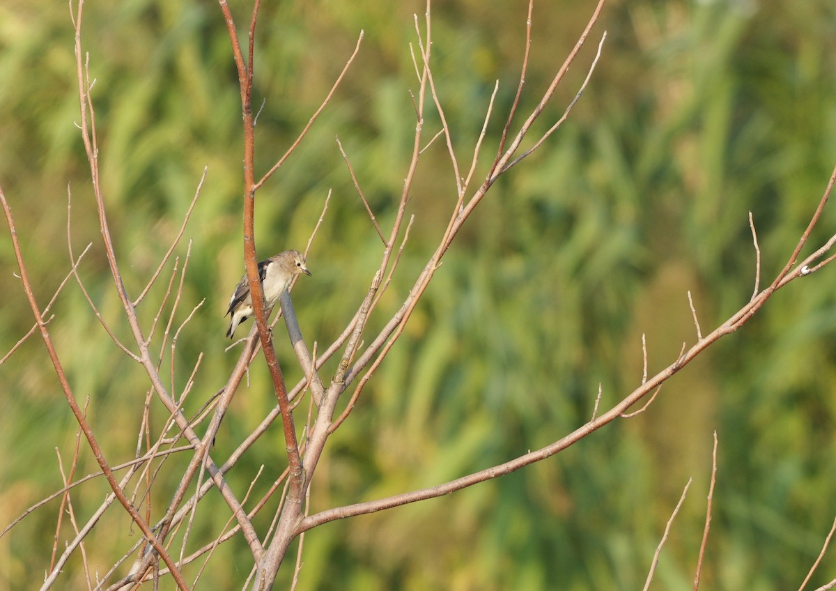 Chestnut-cheeked Starling - ML498043461