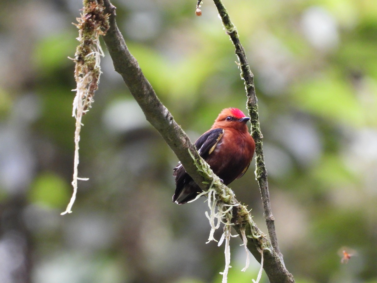 Mızrap Kanatlı Manakin - ML498043881