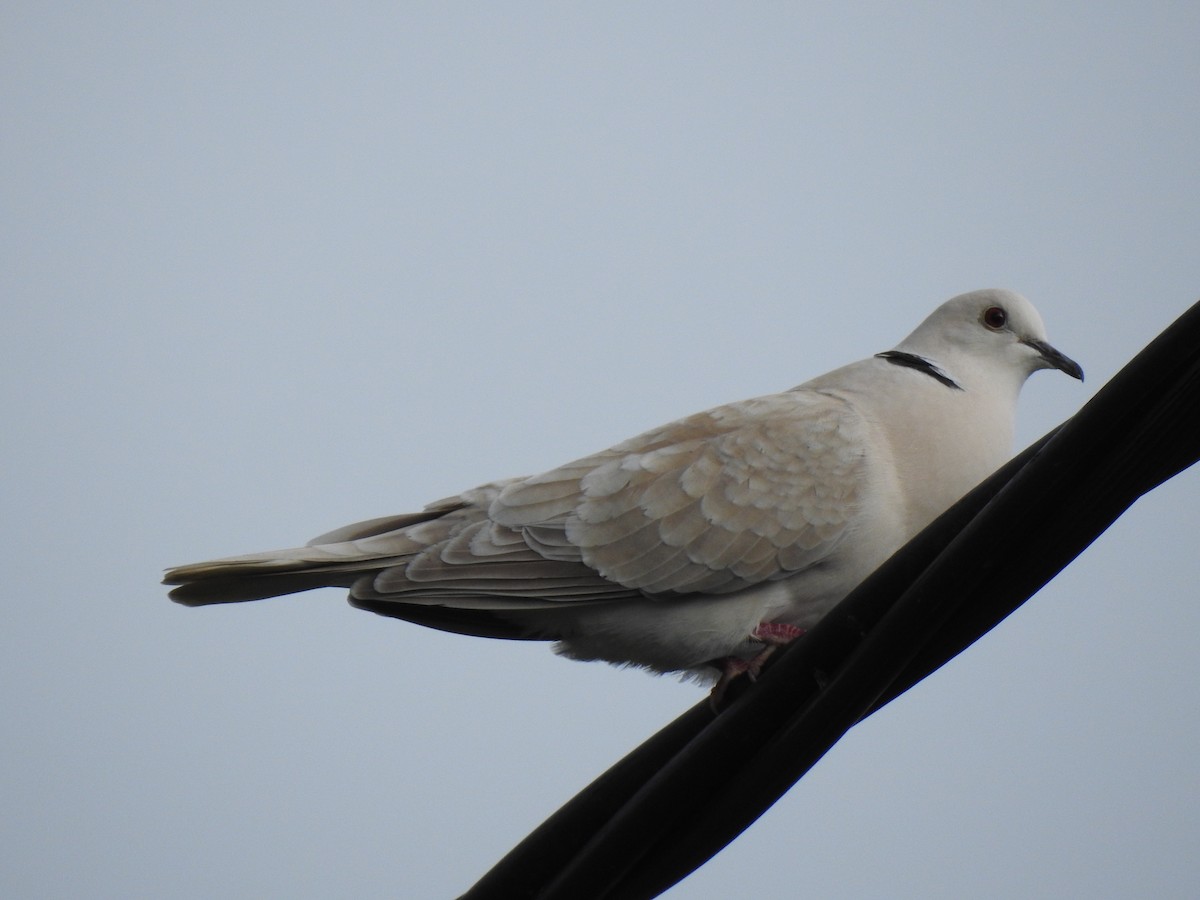 African Collared-Dove - ML498044101