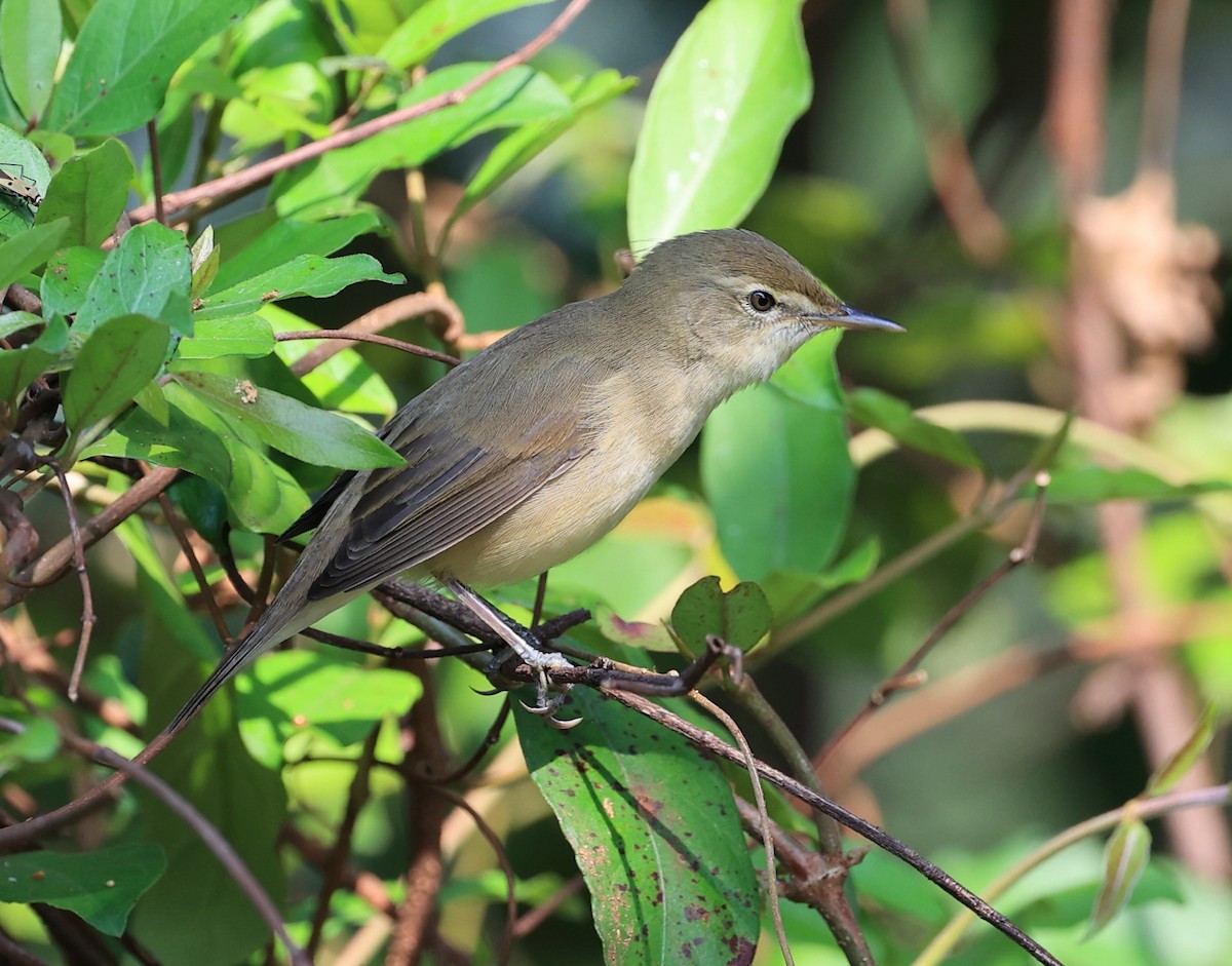 Blyth's Reed Warbler - ML498044331