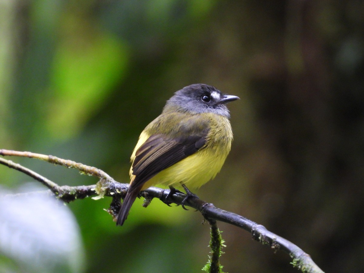 Ornate Flycatcher (Western) - ML498044421