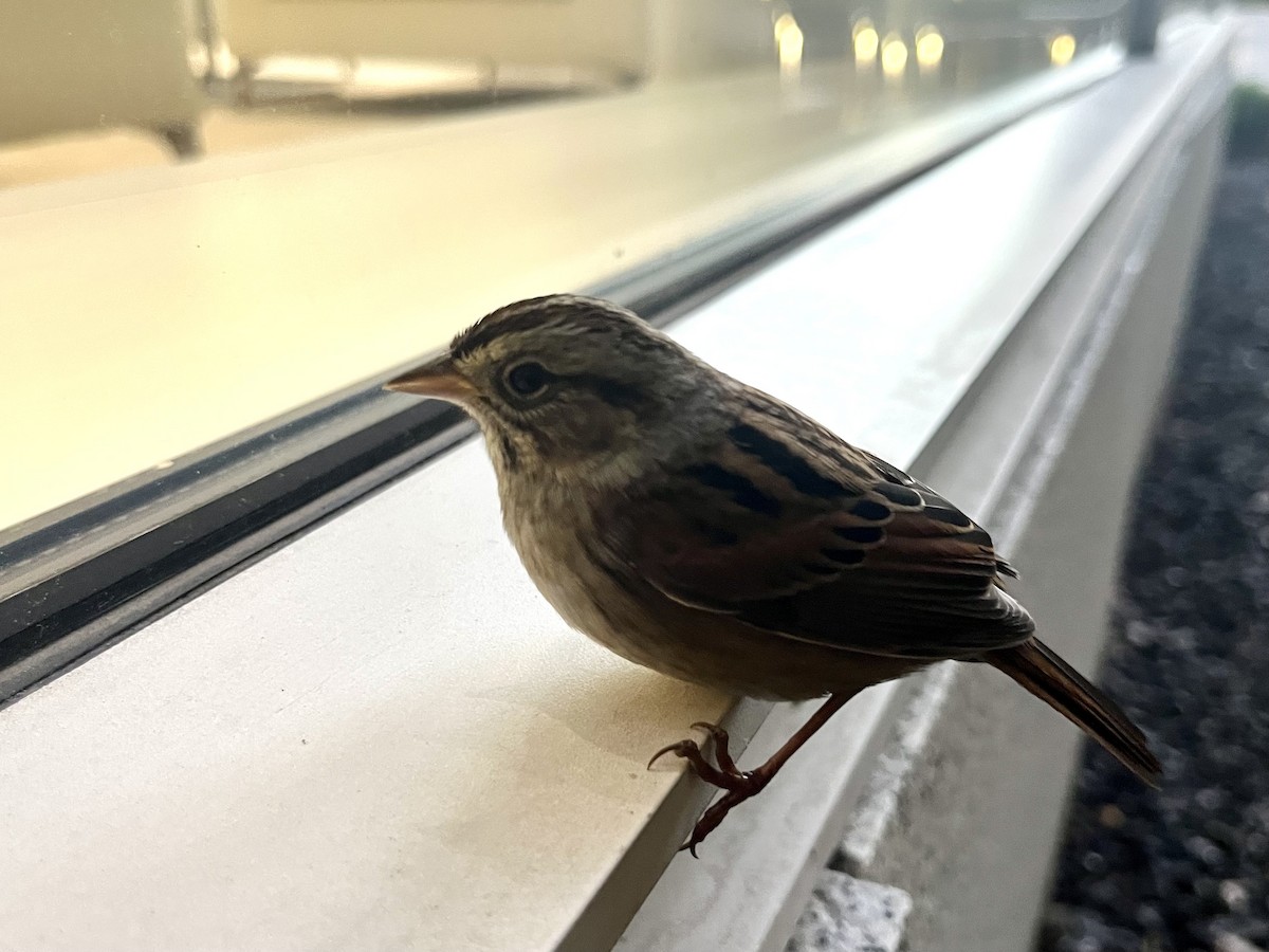 Swamp Sparrow - ML498046311