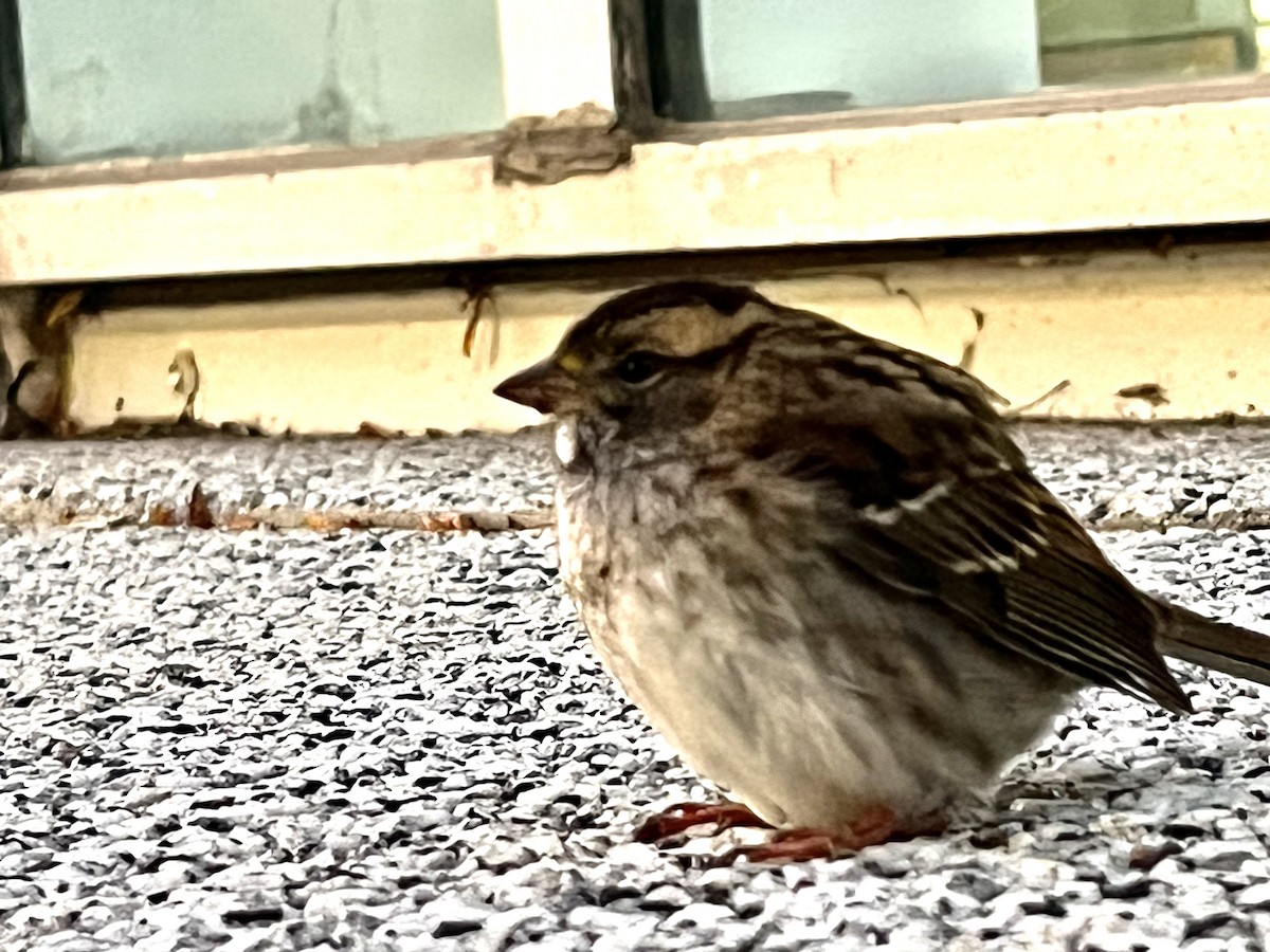 White-throated Sparrow - ML498046371
