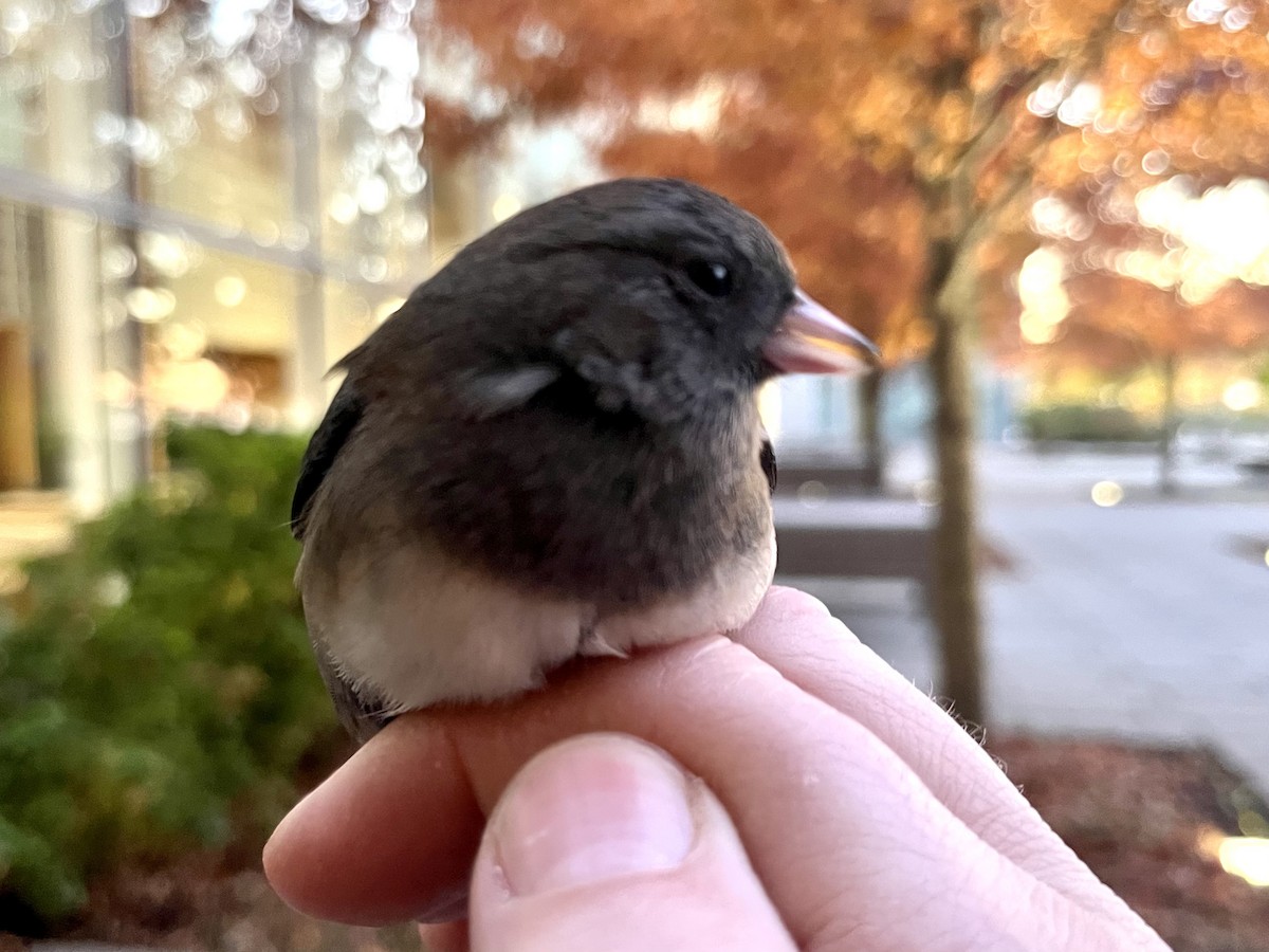 Dark-eyed Junco - ML498046411