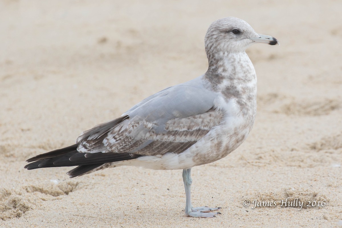 Gaviota Californiana - ML49804891