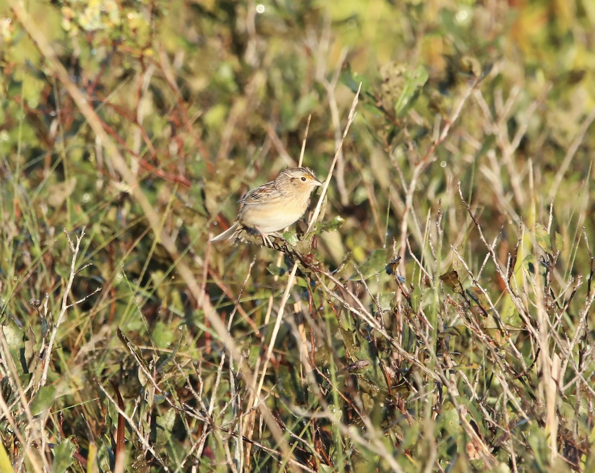 Grasshopper Sparrow - ML498049291